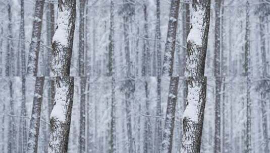 冬天雪景树林雾凇高清在线视频素材下载