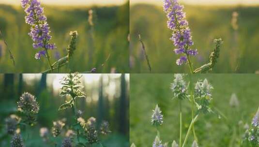 野生中药材硬毛夏枯草高清在线视频素材下载