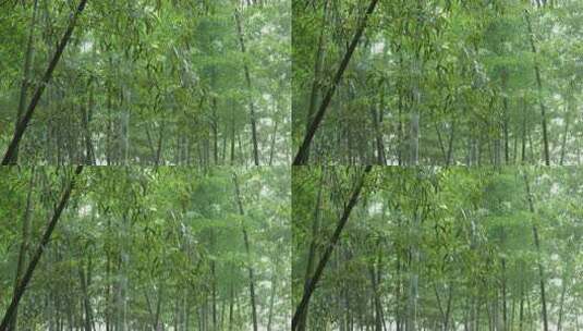 下雨天茂密的竹林枝叶繁茂生机勃勃的景象高清在线视频素材下载