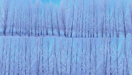 东北田野冰雪景观树挂雪松高清在线视频素材下载