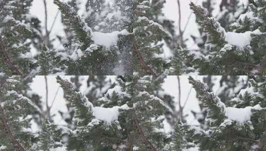 冬天下雪唯美雪景松树枝头被雪覆盖高清在线视频素材下载