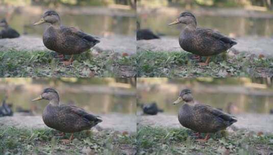 鸭子特写高清在线视频素材下载