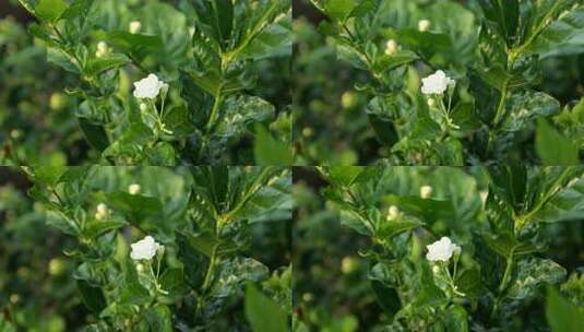 茉莉花，花地高清在线视频素材下载