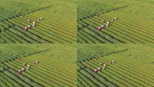 4K航拍-杭州龙坞茶园-龙井茶产地-茶叶采摘高清在线视频素材下载