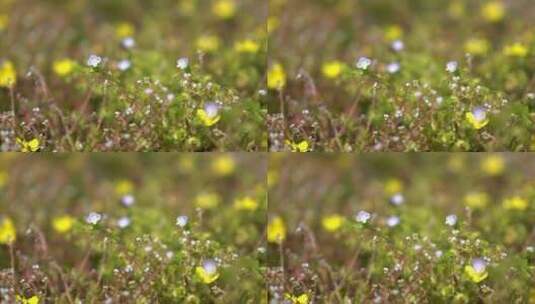 小花朵 小黄花 春天花朵盛开4k高清在线视频素材下载