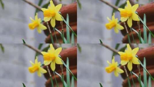 盛开黄花的特写镜头高清在线视频素材下载