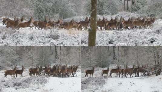 一群鹿在雪地上奔跑高清在线视频素材下载
