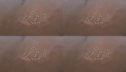 实拍湖面上的鹈鹕高清在线视频素材下载