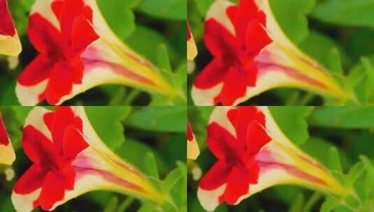 美丽的花朵高清在线视频素材下载