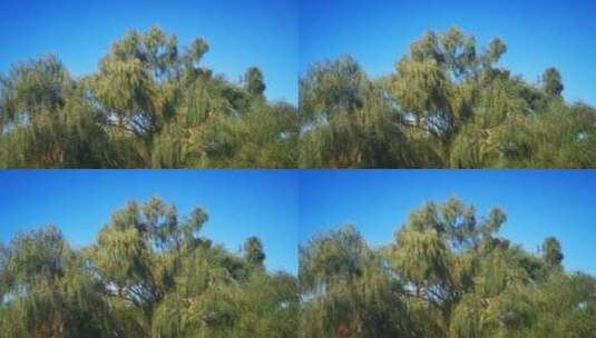 实拍 蓝天 绿色 植物 树枝 柳树高清在线视频素材下载