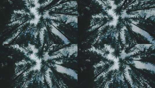 森林里的参天大树高清在线视频素材下载