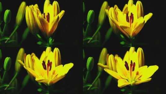 一朵黄色的花在时间流逝中开放高清在线视频素材下载