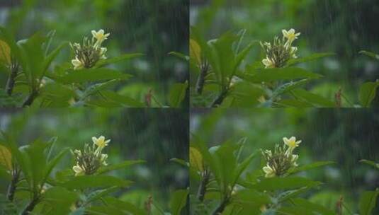 雨中盛开的鲜花高清在线视频素材下载
