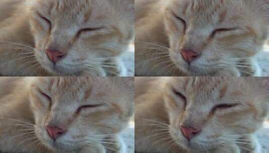 猫咪在睡觉特写镜头高清在线视频素材下载