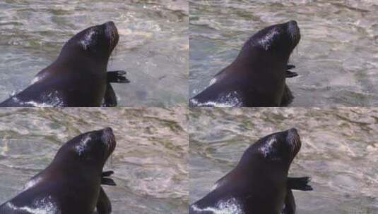 可爱的海狮在排拍水高清在线视频素材下载
