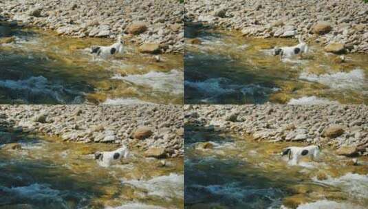 小狗试图穿过河水高清在线视频素材下载