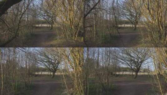 林地人行道上的追踪镜头高清在线视频素材下载