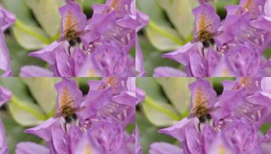 大黄蜂趴在花朵上采花蜜高清在线视频素材下载