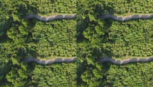 俯拍绿色森林小路高清在线视频素材下载