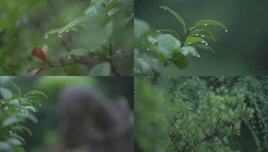 下雨后树叶上的水珠高清在线视频素材下载