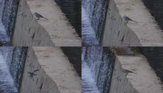 坝上的鸟儿高清在线视频素材下载