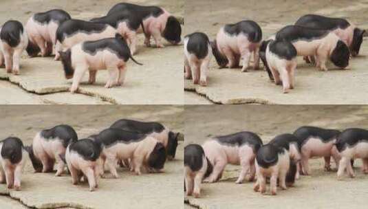家猪养殖场高清在线视频素材下载