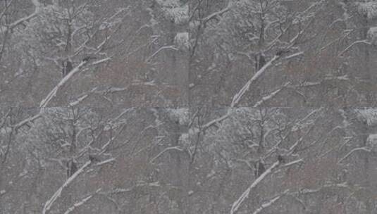 雪后的松树LOG高清在线视频素材下载
