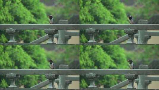 112 杭州 寺庙 古建筑 下雨天 鸟高清在线视频素材下载