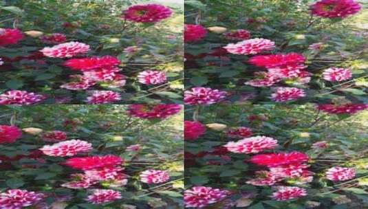 开放的大理花花朵4K高清在线视频素材下载