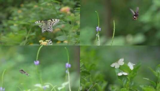 蝴蝶飞舞高清在线视频素材下载