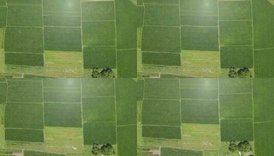 俯拍绿色农田农业种植基地高清在线视频素材下载