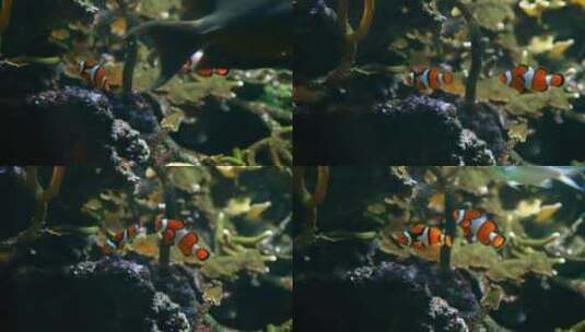 小丑鱼在珊瑚和海藻之间游动高清在线视频素材下载