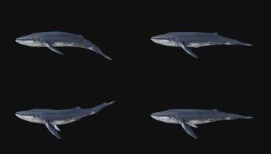 黑色背景上的鲸鱼游动动画高清在线视频素材下载