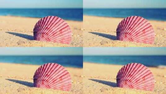海边沙滩上的海贝壳高清在线视频素材下载