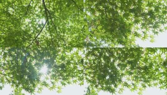 逆光透过树叶高清在线视频素材下载