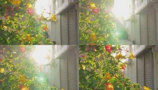 阳光照耀着花园高清在线视频素材下载