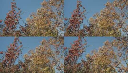 秋天来了叶子黄了树木树叶 (7)高清在线视频素材下载