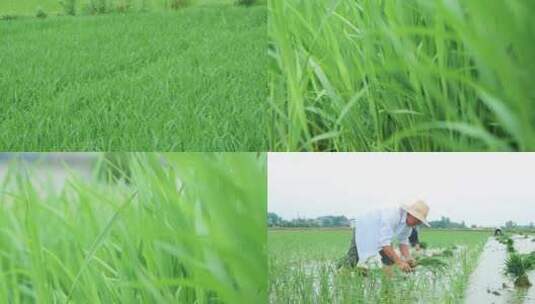 水稻田素材高清在线视频素材下载