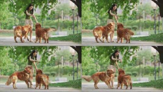 美女和两只金毛犬在夏天公园里玩耍高清在线视频素材下载