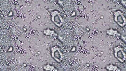 显微镜生物科技观察细胞视频 (5)高清在线视频素材下载