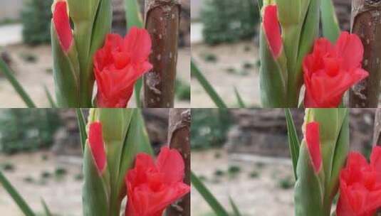 粉色剑兰植物花朵特写高清在线视频素材下载