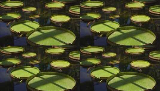 霸王莲花叶片水生植物高清在线视频素材下载