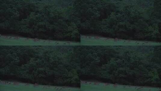 日本奈良公园夜间行走的小鹿高清在线视频素材下载