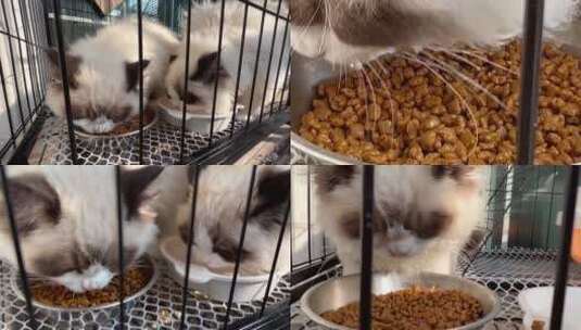 猫咪吃猫粮 猫咪喝水 宠物猫吃猫粮高清在线视频素材下载