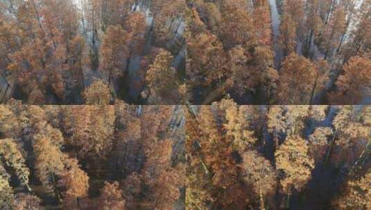 湖北涨渡湖航拍秋天水上森林湿地大远景高清在线视频素材下载