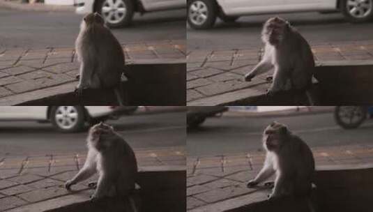 小猴子蹲在马路中间高清在线视频素材下载