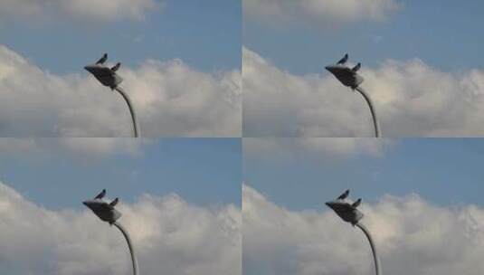 乌鸦 鸟 飞禽 老鸹 鸦科 杂食性 大嘴乌鸦高清在线视频素材下载