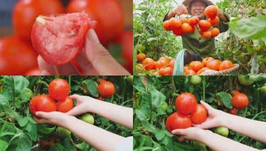 西红柿素材高清在线视频素材下载