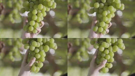 从丰产的葡萄树上采摘葡萄高清在线视频素材下载
