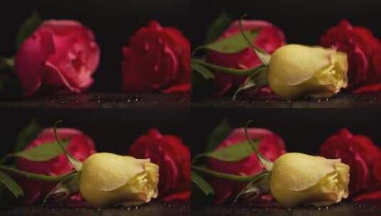 掉落的玫瑰花高清在线视频素材下载